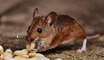 24 Hour & Emergency Exterminators in Brentwood, TN
